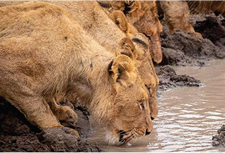 Lions drinking water