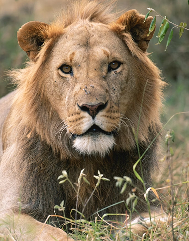 Lion close up